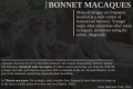 Macaque age-gap sex play