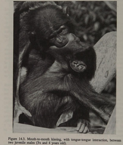 File:Bonobo2.png