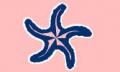 Sea Star 8