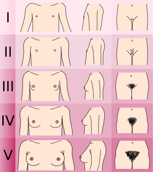 File:Tanner scale-female.svg.png